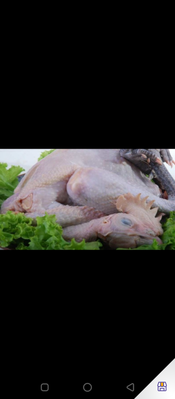 Order Online Daging Ayam Kampung Fresh 1kg Paxelmarket