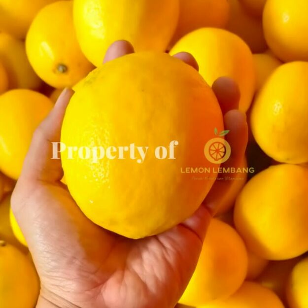 Lemon lembang