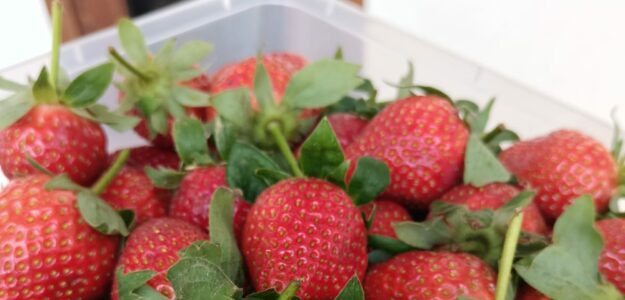 Strawberry.tangerang