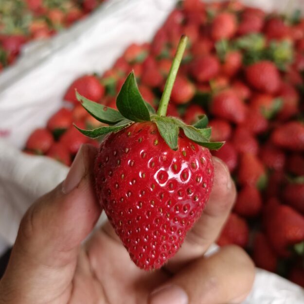 Strawberry.tangerang