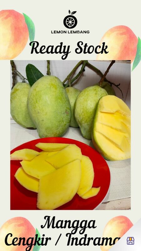 Mangga Cengkir Muda