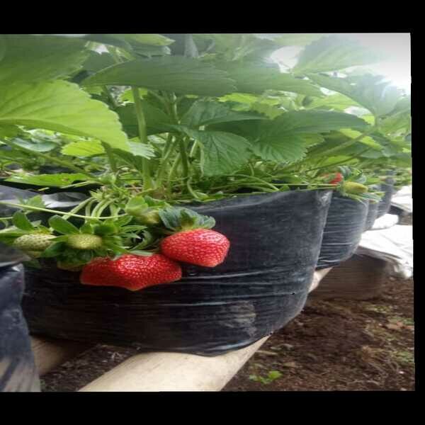 Strawberry Lembang- KEBUNA