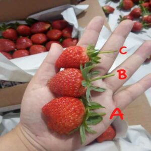 Strawberry Lembang- KEBUNA