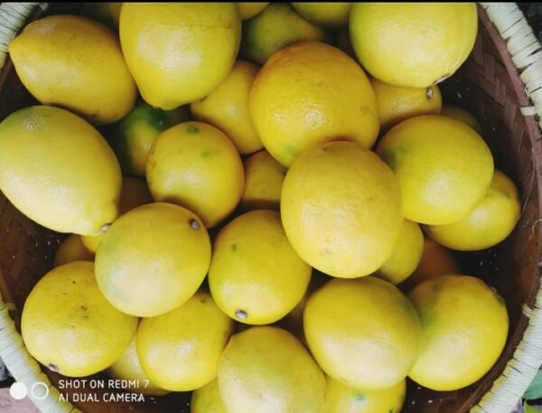 Jeruk Lemon lokal