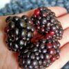 blackberry holland - keluargaberry.id