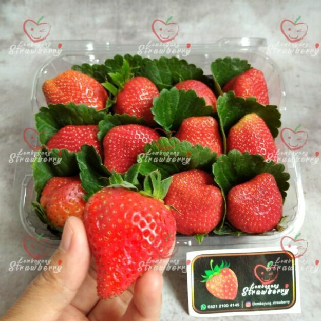 Lembayung strawberry